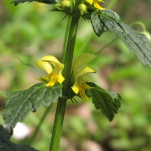  - Lamium galeobdolon subsp. montanum (Pers.) Hayek [1929]