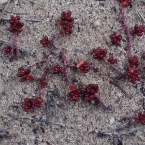 Photographie n°717878 du taxon Sedum album L. [1753]