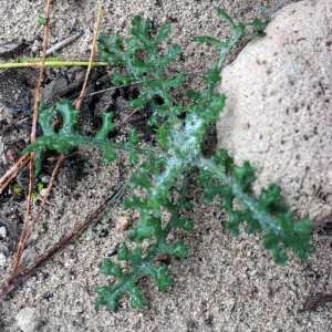 Photographie n°717884 du taxon Senecio gallicus Vill. [1786]