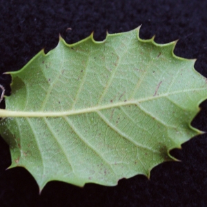 Photographie n°717897 du taxon Quercus x auzandri Gren. & Godr. [1856]