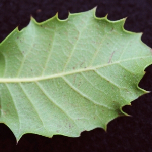 Photographie n°717898 du taxon Quercus x auzandri Gren. & Godr. [1856]