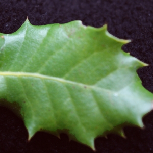 Photographie n°717899 du taxon Quercus x auzandri Gren. & Godr. [1856]