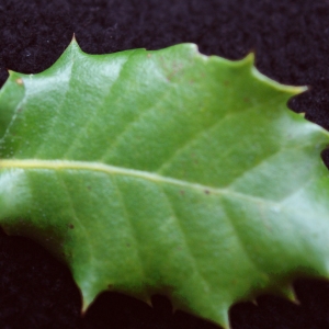 Quercus coccifera n-subsp. auzandei (Gren. & Godr.) Batt. (Chêne)