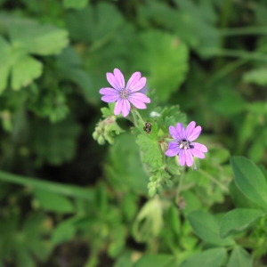 Photographie n°717914 du taxon Geranium molle L. [1753]