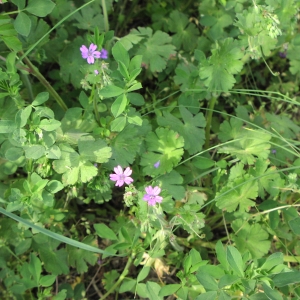 Photographie n°717915 du taxon Geranium molle L. [1753]