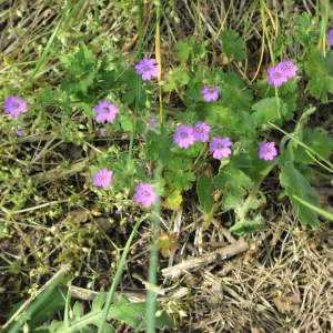 Photographie n°717916 du taxon Geranium molle L. [1753]