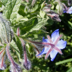 Photographie n°717926 du taxon Borago officinalis L.