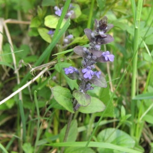 Photographie n°718051 du taxon Ajuga reptans L. [1753]