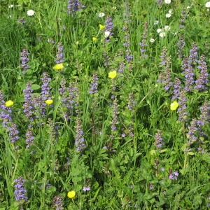 Photographie n°718052 du taxon Ajuga reptans L. [1753]