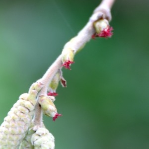 Photographie n°718210 du taxon Corylus avellana L. [1753]