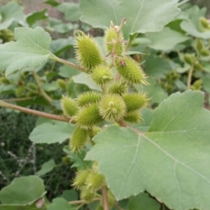 Photographie n°718224 du taxon Xanthium italicum Moretti [1822]