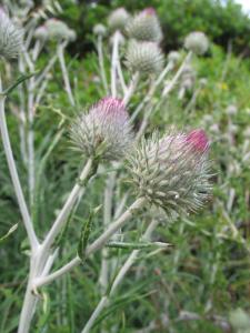 Rutger Barendse, le  2 mai 2010 (Roquebrune-Cap-Martin)