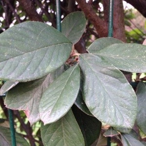 Photographie n°718350 du taxon Cotoneaster Medik. [1789]