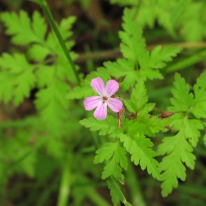 Photographie n°718420 du taxon Geranium robertianum L. [1753]