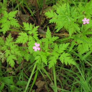 Photographie n°718421 du taxon Geranium robertianum L. [1753]