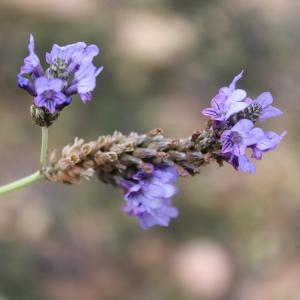 Photographie n°718425 du taxon Lavandula multifida L. [1753]