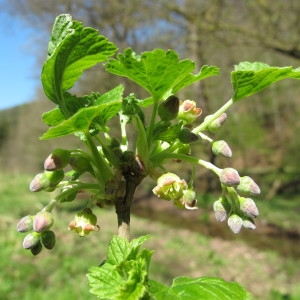 Photographie n°718427 du taxon Ribes nigrum L. [1753]