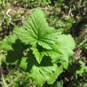 Photographie n°718428 du taxon Ribes nigrum L. [1753]