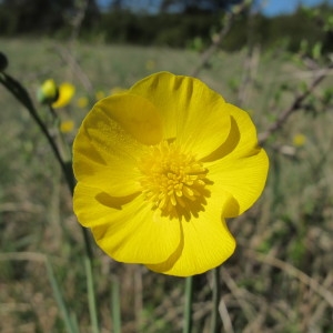 Photographie n°718442 du taxon Ranunculus gramineus L. [1753]