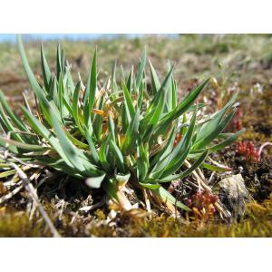 Poa brevifolia DC. (Pâturin de Baden)