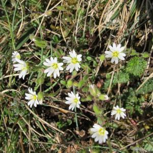 Photographie n°718446 du taxon Cerastium pumilum Curtis [1777]