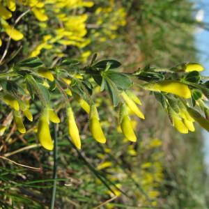 Photographie n°718455 du taxon Cytisus decumbens (Durande) Spach [1845]