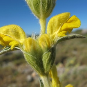 Photographie n°718486 du taxon Phlomis lychnitis L. [1753]