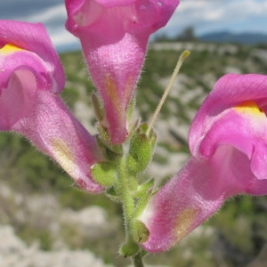 Photographie n°718503 du taxon Antirrhinum majus L. [1753]