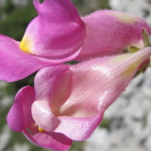 Photographie n°718504 du taxon Antirrhinum majus L. [1753]