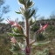  Hugues Tinguy - Echium asperrimum Lam. [1792]