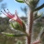  Hugues Tinguy - Echium asperrimum Lam. [1792]