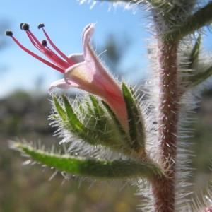 Photographie n°718521 du taxon Echium asperrimum Lam. [1792]