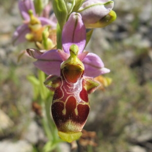 Photographie n°718522 du taxon Ophrys corbariensis J.Samuel & J.M.Lewin [2002]