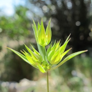 Photographie n°718525 du taxon Bupleurum baldense Turra