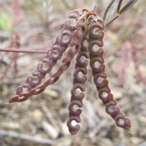 Photographie n°718551 du taxon Hippocrepis ciliata Willd. [1808]