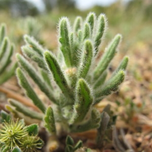 Photographie n°718553 du taxon Ajuga iva (L.) Schreb. [1773]