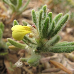 Photographie n°718554 du taxon Ajuga iva (L.) Schreb. [1773]