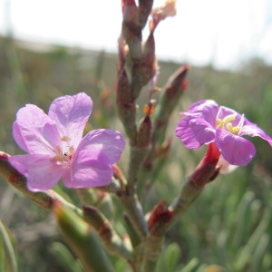 Photographie n°718561 du taxon Limoniastrum monopetalum (L.) Boiss. [1848]