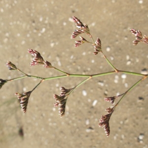 Photographie n°718571 du taxon Limonium auriculiursifolium (Pourr.) Druce [1928]