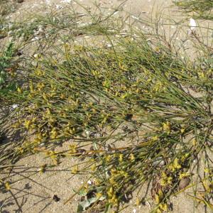 Photographie n°718591 du taxon Ephedra distachya L. [1753]