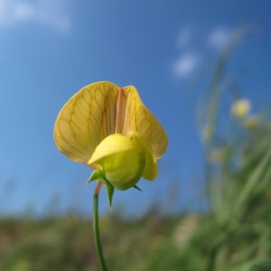 Photographie n°718600 du taxon Lathyrus annuus L. [1753]