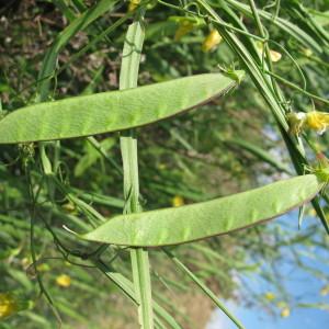 Photographie n°718602 du taxon Lathyrus annuus L. [1753]