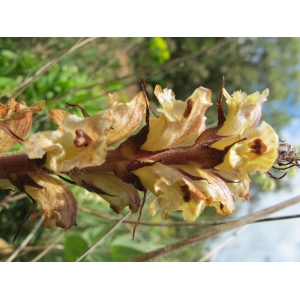 Orobanche serotina Kirschl. (Orobanche réticulée)