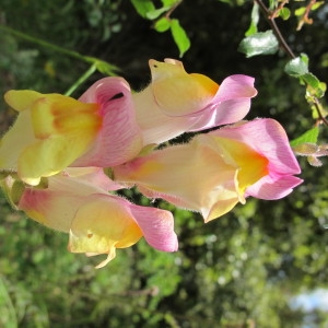 Photographie n°718608 du taxon Antirrhinum majus L. [1753]