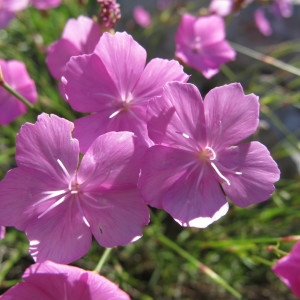 Photographie n°718626 du taxon Dianthus pungens L. [1771]