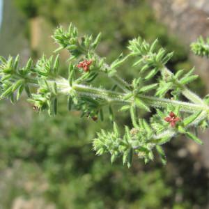 Photographie n°718641 du taxon Galium maritimum L. [1767]