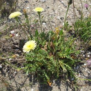 Photographie n°718664 du taxon Urospermum dalechampii (L.) Scop. ex F.W.Schmidt [1795]