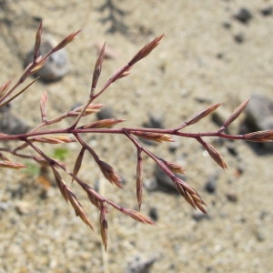 Photographie n°718675 du taxon Cutandia maritima (L.) Benth. [1881]