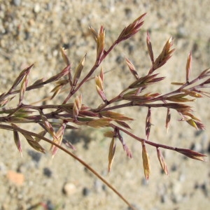 Photographie n°718676 du taxon Cutandia maritima (L.) Benth. [1881]