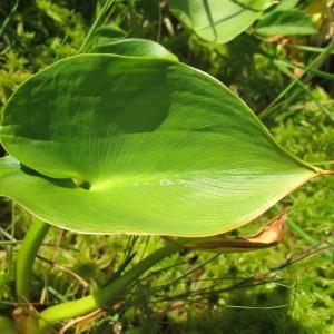 Photographie n°718698 du taxon Calla palustris L. [1753]